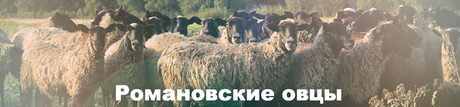 romanovskie_ovci